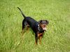 Rottweiler Foto: Rottweiler Dobermann (ID 8342) Rottweiler Hund