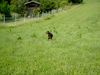 Rottweiler Foto: Rottweiler Dobermann Aika (ID 8358) Rottweiler Hund