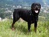 Rottweiler Foto: Blanca (ID 4403) Rottweiler Hund