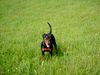 Rottweiler Hund