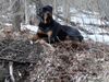 Rottweiler Foto: was???? (ID 19016) Rottweiler Hund