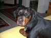 Rottweiler Foto: Rottweiler Dobermann Aika (ID 8356) Rottweiler Hund