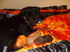 Rottweiler Foto (ID 34608) Rottweiler Hund