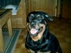 Rottweiler Foto: Traumhund (ID 7721) Rottweiler Hund