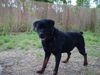 Rottweiler Foto: Miro (5), seit 3 Monaten bei uns (ID 34293) Rottweiler Hund