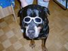 Rottweiler Foto: bandito (ID 22587) Rottweiler Hund