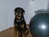 Rottweiler Foto: bandito (ID 22588) Rottweiler Hund