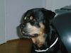 Rottweiler Foto: bandito (ID 22589) Rottweiler Hund