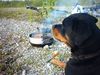 Rottweiler Foto: mein jimmy (ID 16393) Rottweiler Hund