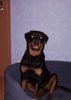 Rottweiler Foto: Kira 9 1/2 Monate (ID 37797) Rottweiler Hund