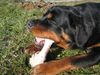 Rottweiler Foto: mljac mljac (ID 17849) Rottweiler Hund