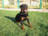 Rottweiler Foto: Aras pred zimu (ID 17493) Rottweiler Hund