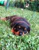 Rottweiler Foto: mein süßer (ID 35772) Rottweiler Hund