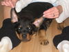 Rottweiler Foto: kein Rotti - sondern ne Fledermaus (ID 33777) Rottweiler Hund