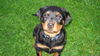 Rottweiler Hund