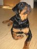 Rottweiler Foto: Atos (ID 35771) Rottweiler Hund