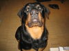 Rottweiler Foto: i'm the boss (6 Monate) (ID 36304) Rottweiler Hund