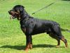Rottweiler Hund