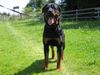 Rottweiler Hund