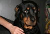 Rottweiler Foto: *schielentu* (ID 39163) Rottweiler Hund