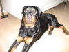 Rottweiler Foto: Tyson 6 Monate (ID 36568) Rottweiler Hund