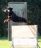 Rottweiler Foto: Eddy vom Herrenholz Prüfung IPO III (ID 32310) Rottweiler Hund