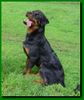 Rottweiler Hund