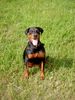 Rottweiler Foto: Rottweiler Dobermann Aika (ID 8357) Rottweiler Hund