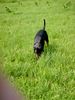 Rottweiler Hund