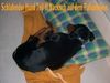 Rottweiler Hund