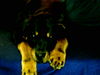 Rottweiler Hund