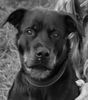 Rottweiler Foto: und wieder Baghira (ID 11035) Rottweiler Hund