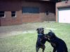 Rottweiler Foto: ...ich sprech mit dir.... (ID 13403) Rottweiler Hund