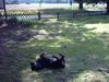 Rottweiler Foto: Baghira: so wohl fühle ich mich.... (ID 13362) Rottweiler Hund