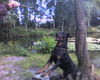 Rottweiler Foto: Jojo (ID 32982) Rottweiler Hund