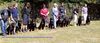 Rottweiler Foto: Zuchtgruppe (ID 18775) Rottweiler Hund