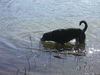 Rottweiler Hund
