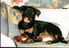 Rottweiler Foto: Kim (ID 19820) Rottweiler Hund