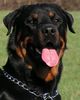 Rottweiler Foto: Benno von der Hansestadt Bremen (ID 31360) Rottweiler Hund