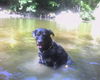 Rottweiler Foto (ID 32213) Rottweiler Hund