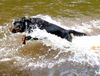 Rottweiler Foto: Max unsere Wasserratte (ID 13266) Rottweiler Hund