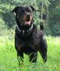 Rottweiler Foto: Max, 18 Monate, im Wet-Look (ID 13304) Rottweiler Hund