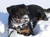 Rottweiler Foto: Krümelchen im Neuschnee (ID 1794) Rottweiler Hund