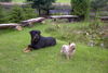 Rottweiler Foto: Lara und Idefix zwei Freunde (ID 29911) Rottweiler Hund