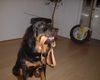 Rottweiler Foto: Falls es jemals eine Leinenpflicht verordnet gibt, so übt Chato schon mal diese selbst zu tragen. (ID 16968) Rottweiler Hund