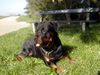 Rottweiler Foto: Magnum (ID 1385) Rottweiler Hund