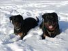 Rottweiler Foto: Krümelchen und Mac (ID 1795) Rottweiler Hund