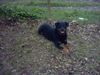 Rottweiler Foto: Baghira... (ID 13402) Rottweiler Hund