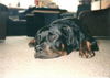 Rottweiler Hund