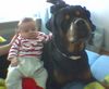 Rottweiler Foto: bandito (ID 11237) Rottweiler Hund